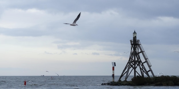 Un oiseau volant au-dessus de l'eau