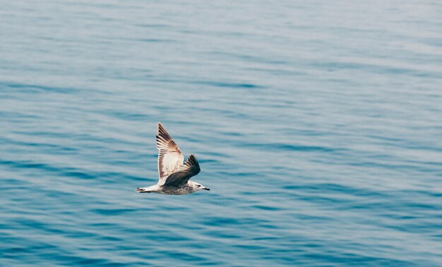 Un oiseau volant au-dessus de la mer