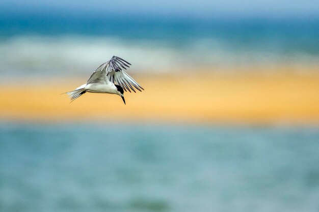 Photo un oiseau volant au-dessus de la mer