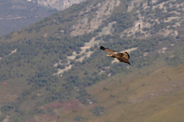 Photo un oiseau volant au-dessus de la montagne