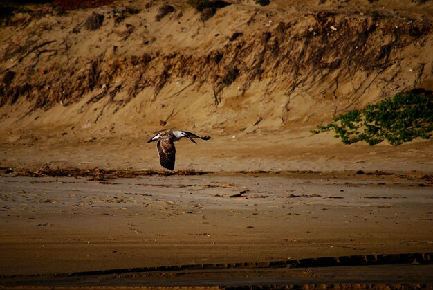 Photo un oiseau volant au-dessus d'une plage