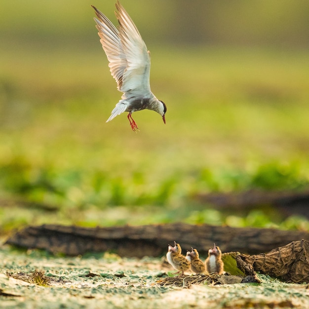 Photo oiseau volant au-dessus des poussins sur terre