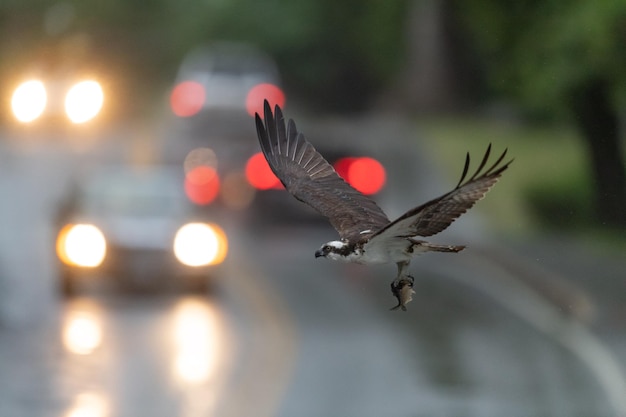 Oiseau volant au-dessus de la rue au crépuscule