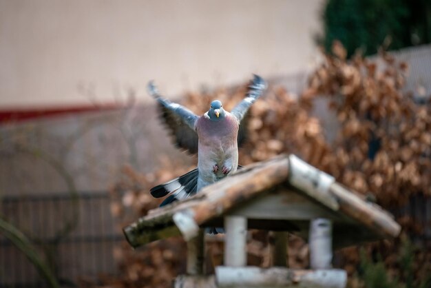 Un oiseau volant sur une clôture en bois