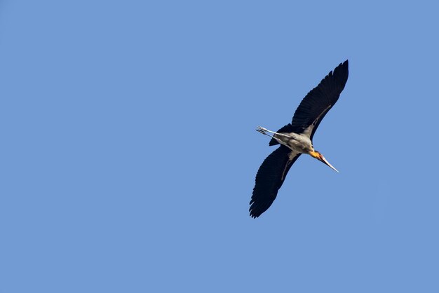 Photo un oiseau volant contre un ciel bleu clair