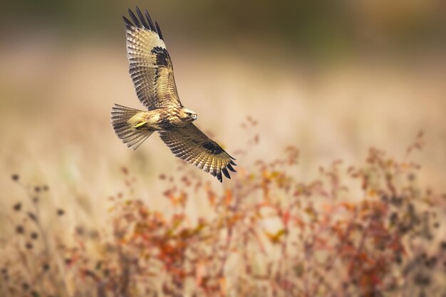 Photo un oiseau volant contre le ciel