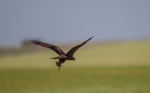 Photo un oiseau volant contre le ciel