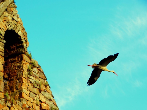 Un oiseau volant dans le ciel avec un bâtiment en arrière-plan.