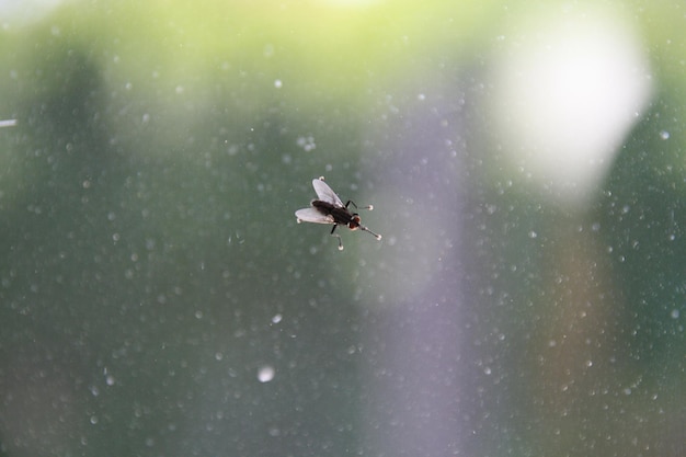 Photo oiseau volant dans le ciel en hiver