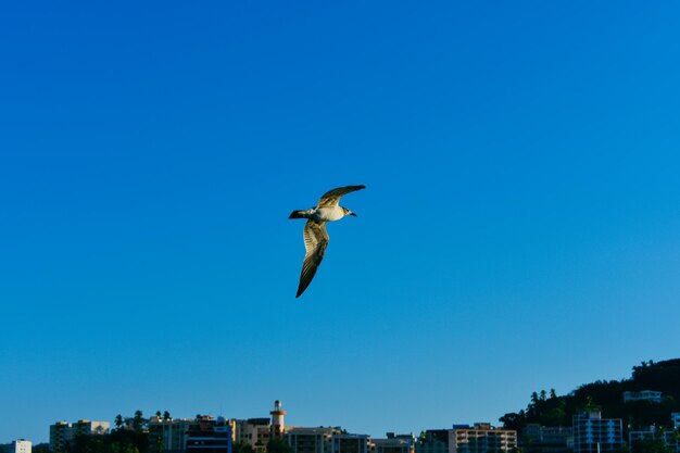 Un oiseau volant dans le ciel avec une ville en arrière-plan