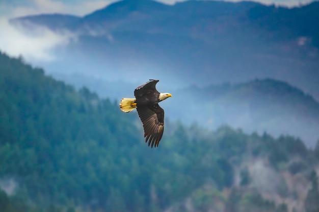 Un oiseau volant dans le ciel