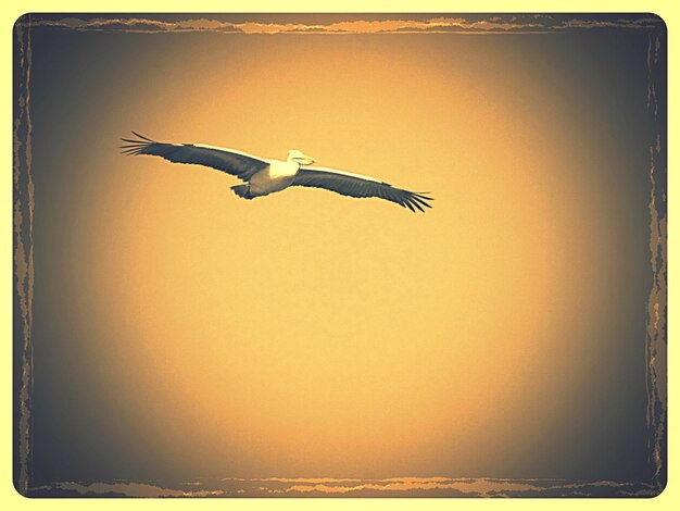 Un oiseau volant dans le ciel