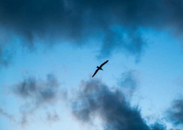 Oiseau volant dans les nuages sombres Vue de silhouette de mouette volante Oiseau survole le vol de la mer