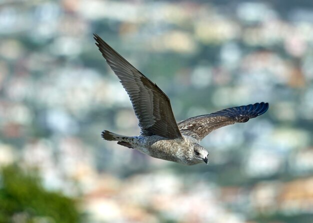 Photo oiseau volant sur un fond flou