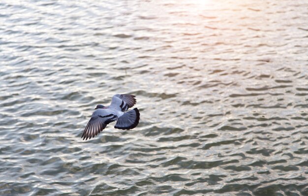 oiseau volant sur la mer de l&#39;eau avec la nature se détendre