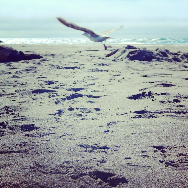 Photo oiseau volant sur la plage contre le ciel