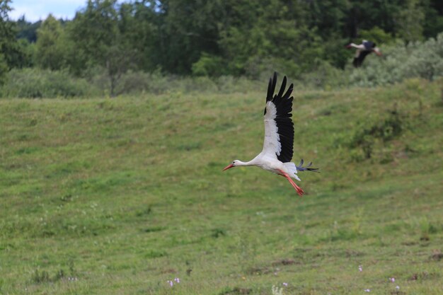 Photo oiseau volant en plein air au-dessus d'un champ