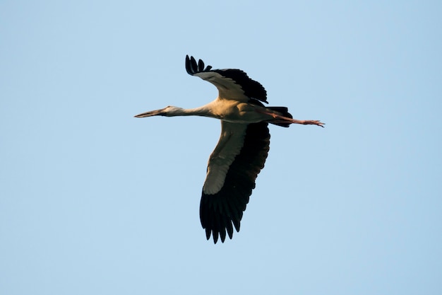 oiseau volant