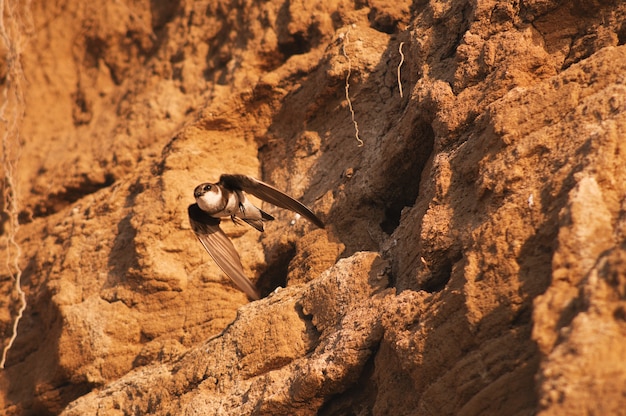 L'oiseau vole hors du vison dans la montagne de sable, Yarovoye, Altaï, Sibérie, Russie