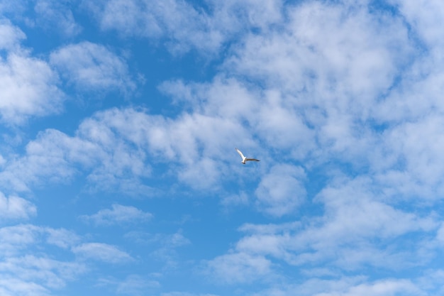 Un oiseau vole à travers un ciel bleu avec des nuages blancs