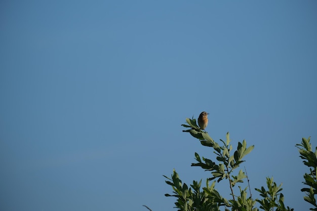 Photo oiseau whinchat chantant sur une branche