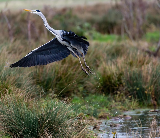 oiseau576414