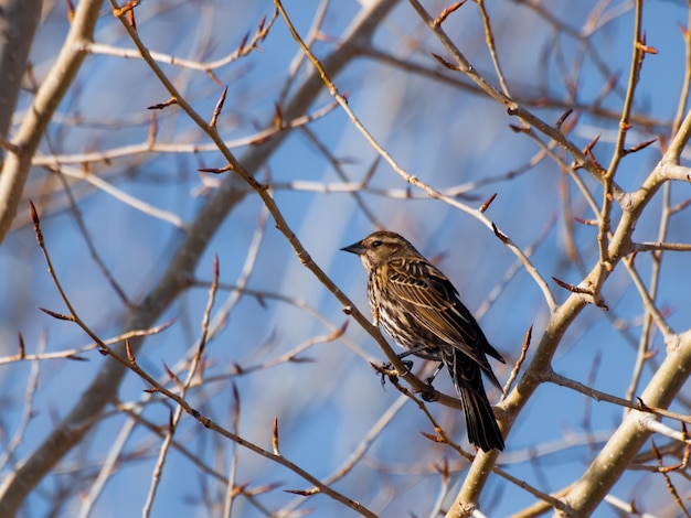 Un oiseau.