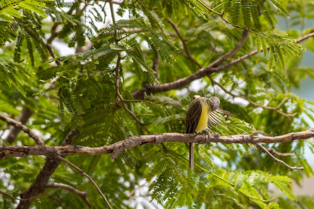 Un oiseau