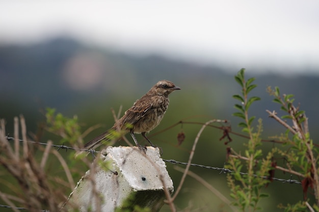 Oiseau