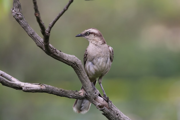 Oiseau