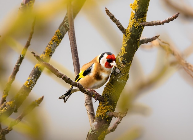 un oiseau