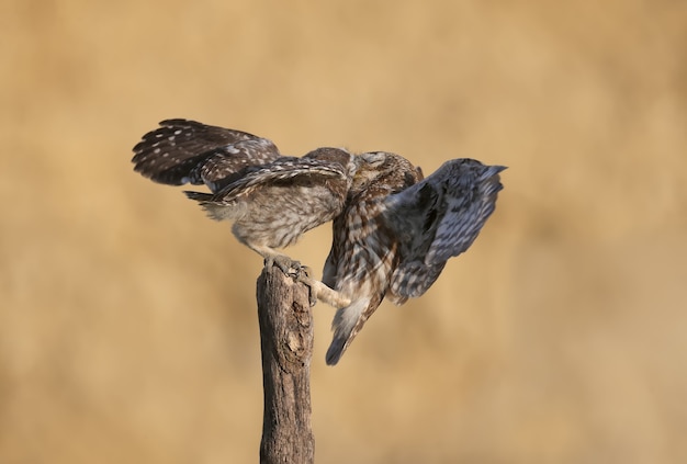 Les oiseaux adultes et petits poussins hibou Athene noctua sont à bout portant