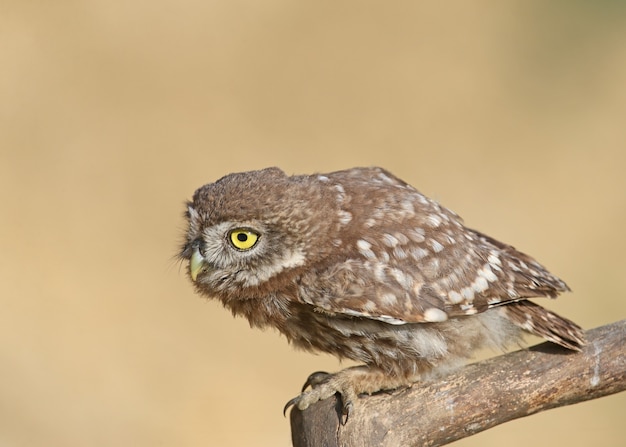 Les oiseaux adultes et petits poussins hibou Athene noctua sont à bout portant