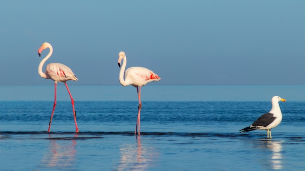 Oiseaux africains sauvages. Deux grands flamants roses et une mouette marchent sur un lagon bleu un matin ensoleillé