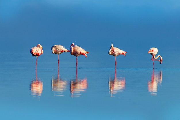 Oiseaux africains sauvages Groupe de flamants roses africains marchant autour du lagon bleu par une journée ensoleillée