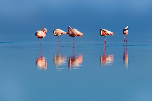 Oiseaux africains sauvages Groupe de flamants roses africains marchant autour du lagon bleu par une journée ensoleillée