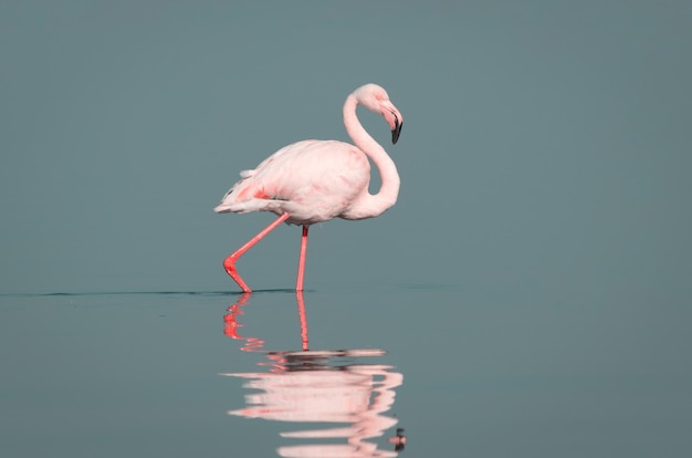 Oiseaux africains sauvages Un oiseau de flamant rose africain se promenant dans le lagon et cherchant de la nourriture