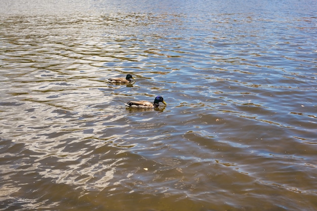 Oiseaux et animaux dans la faune. Canard colvert drôle nage dans un lac ou une rivière avec de l'eau bleue.