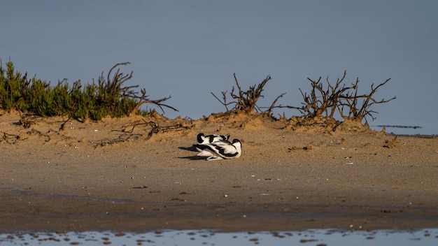 Oiseaux aquatiques en milieu naturel à Majorque