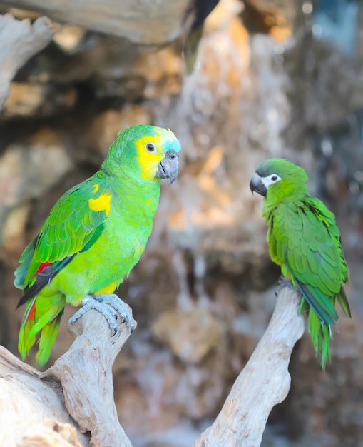 Oiseaux ara colorés et beaux dans la nature