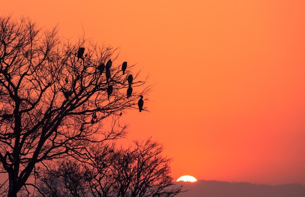 Oiseaux sur un arbre au coucher du soleil avec le soleil se couchant derrière eux