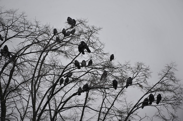 Oiseaux sur un arbre silhouettes