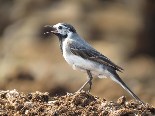 Oiseaux et beaux endroits