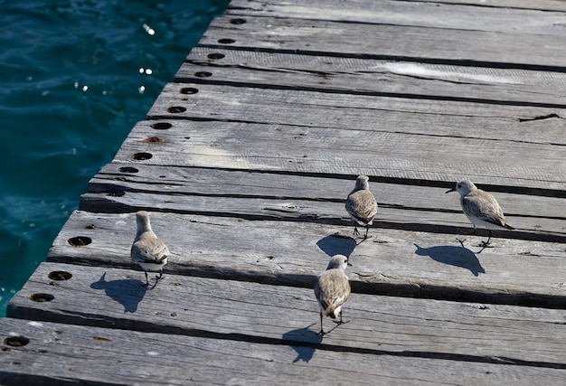 Oiseaux Bécasseau dans une jetée des Caraïbes