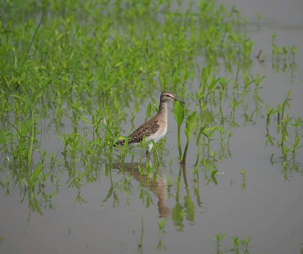 Oiseaux de bécasseau sylvain dans le marais