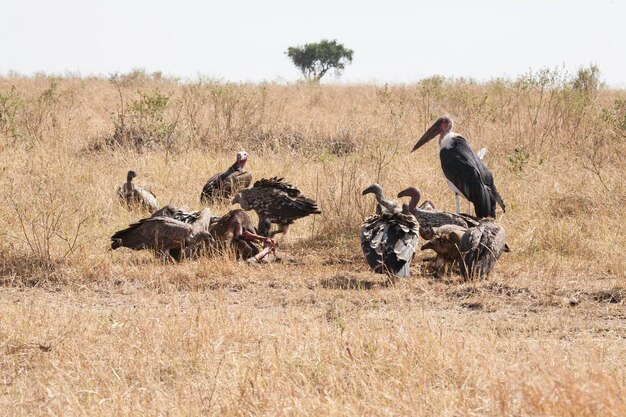 Photo des oiseaux sur le champ contre un ciel clair