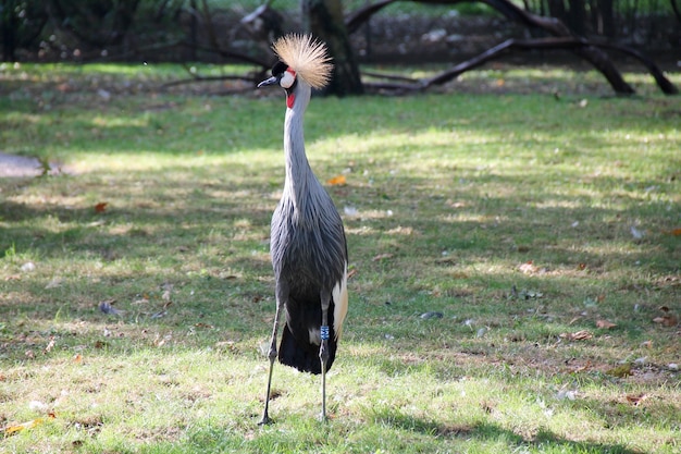 Les oiseaux sur le champ herbeux