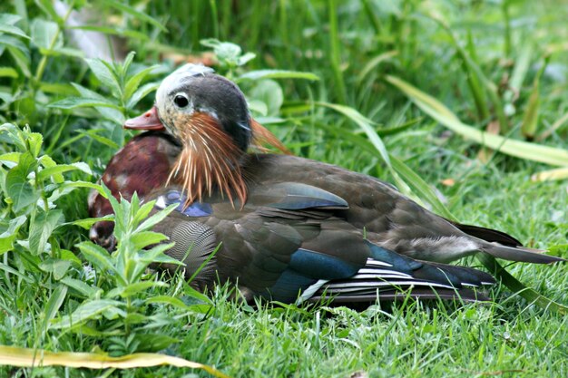 Les oiseaux sur le champ herbeux