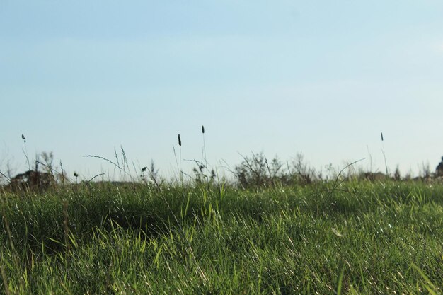 Photo les oiseaux sur le champ herbeux