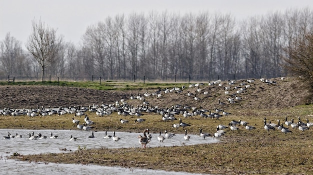 Photo les oiseaux sur le champ